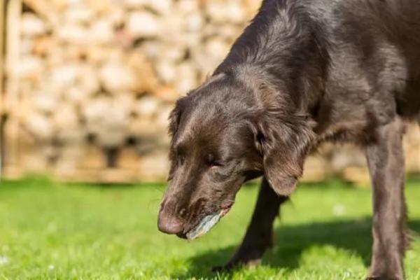 Ivermectina para perros: qué es, dosis y usos - Efectos secundarios de la ivermectina en perros