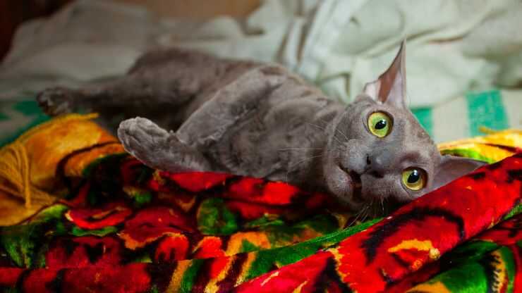 gatos y mantas