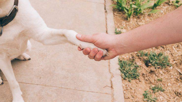 ayuda al perro