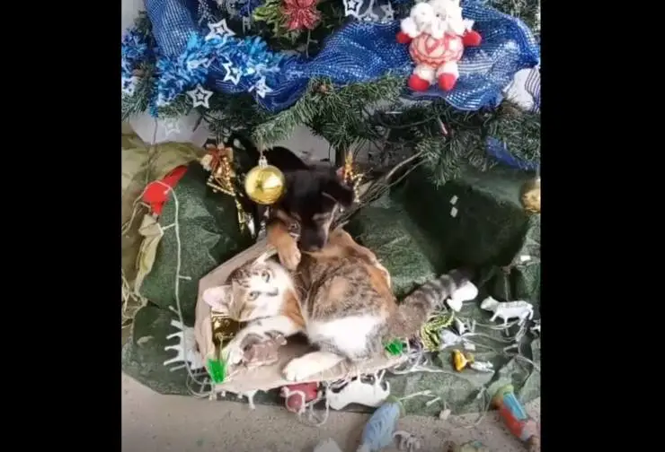 árbol de cuna destruido