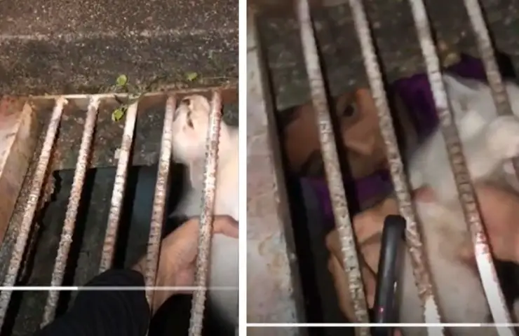 rescate kitty alcantarilla niños