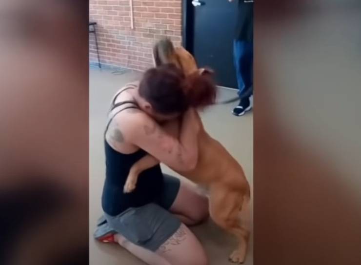 pronta adopción