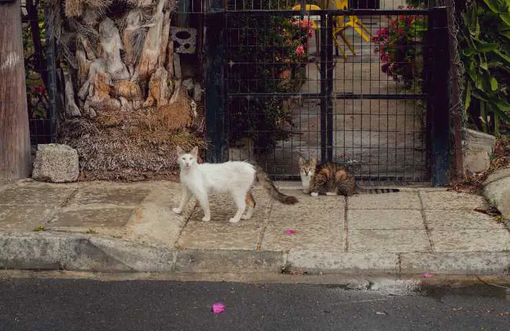 gatos en la calle