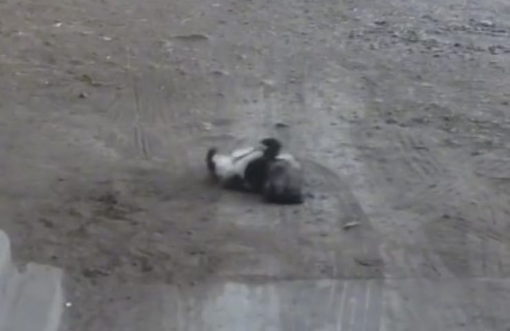 Perro rueda en la tierra