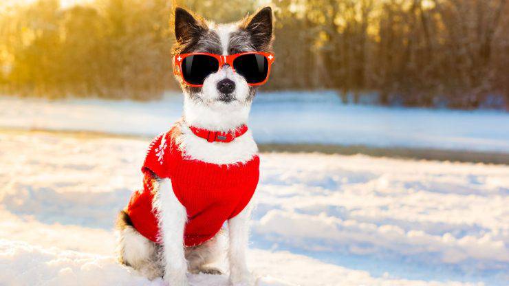 perro en la nieve