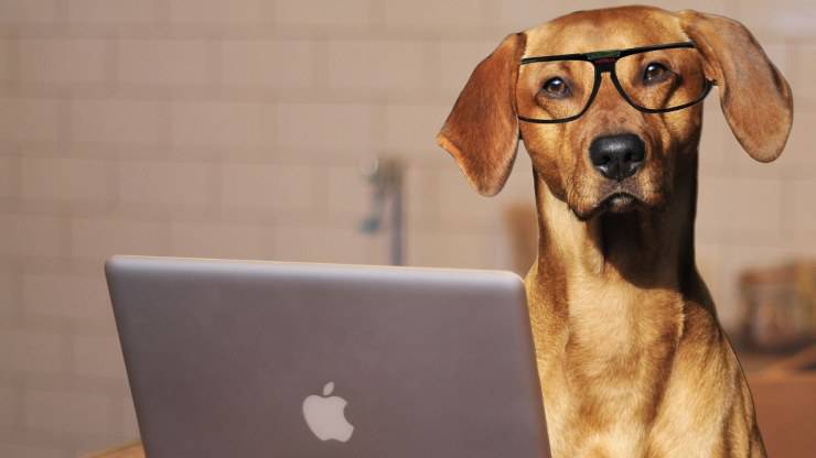 trabajando con un perro