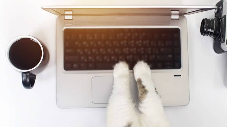 trabajando con un gato