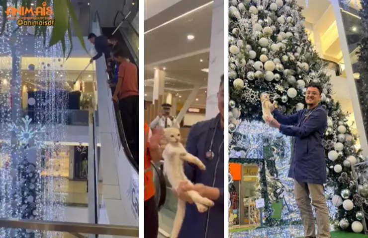 rescate del árbol de navidad del gatito