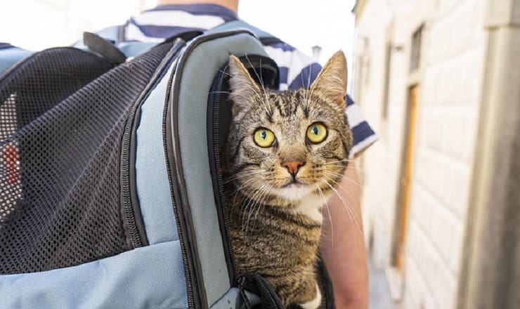 regalos del dueño del gato