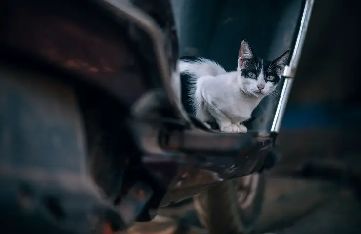 Auto atropella a gato callejero que se escapa