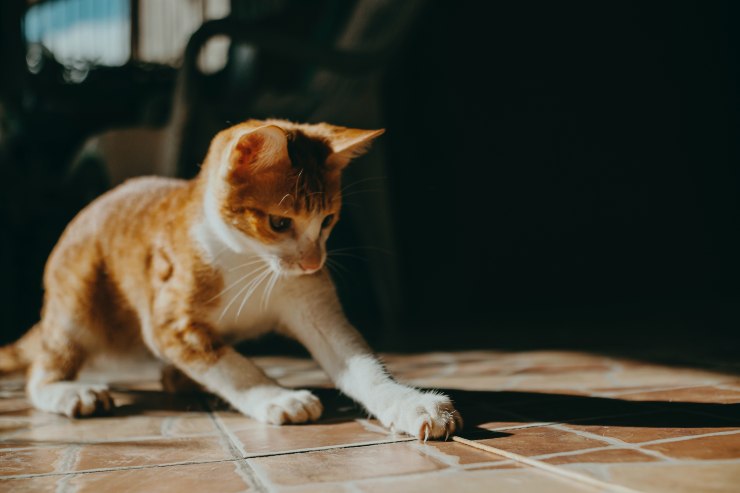 el gato arañando
