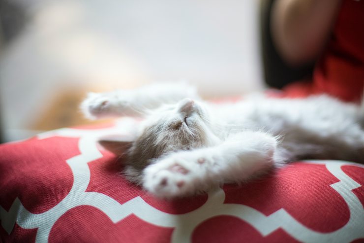 El felino está a punto de rascarse.