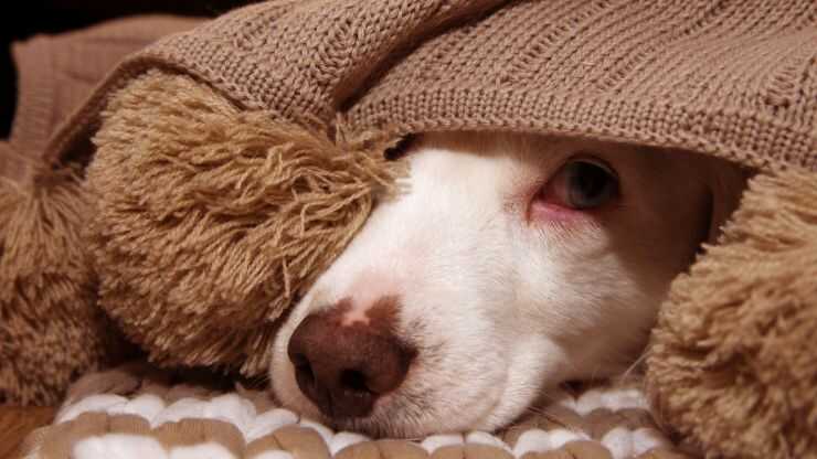 el perro tiene miedo