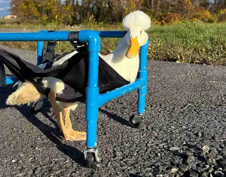 renunciar al trabajo con animales