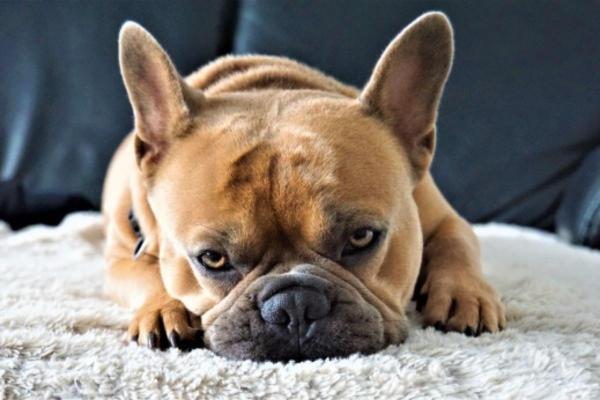 Mi perro hace ruido de cerdo: causas y qué hacer - Síndrome braquicefálico