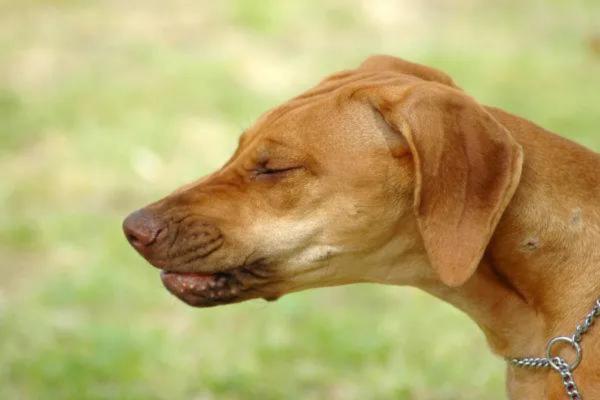 Mi perro hace ruido de cerdo: causas y qué hacer - Estornudos inversos