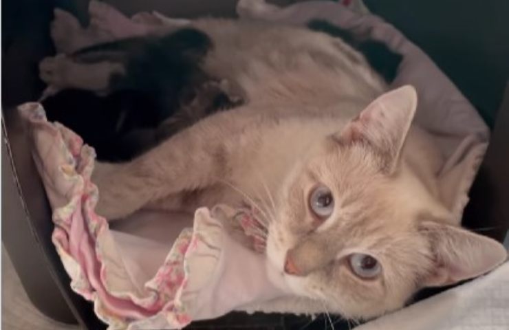 gata da a luz salvada