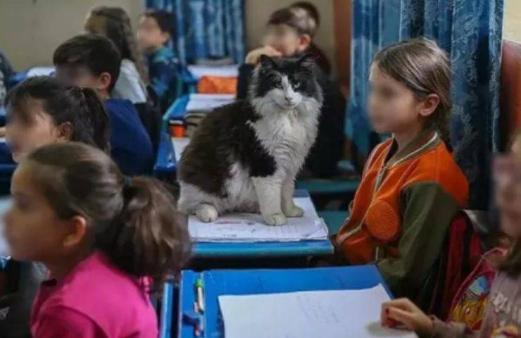 escritorios gatitos niños primaria