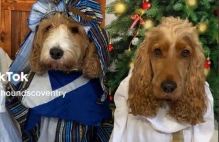 perros de cuna