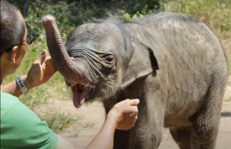 madre rechazada bebé elefante abandonado