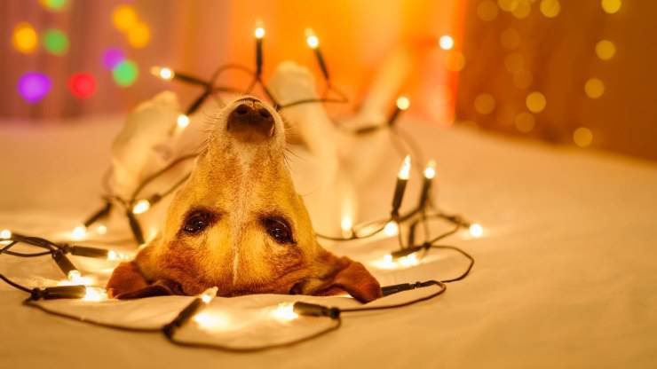perro y luces led