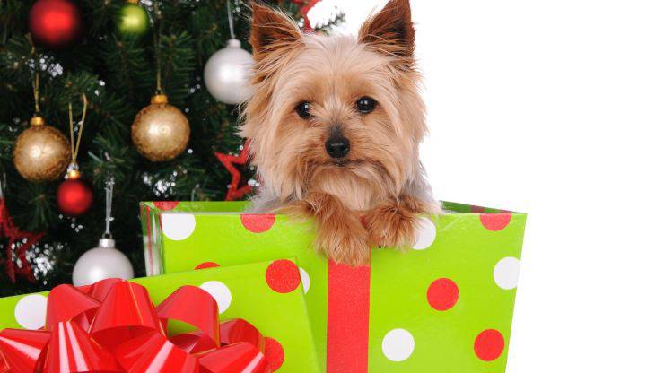 Perro de un paquete de regalo