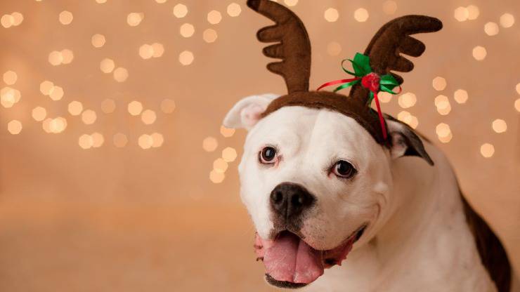 perro en navidad