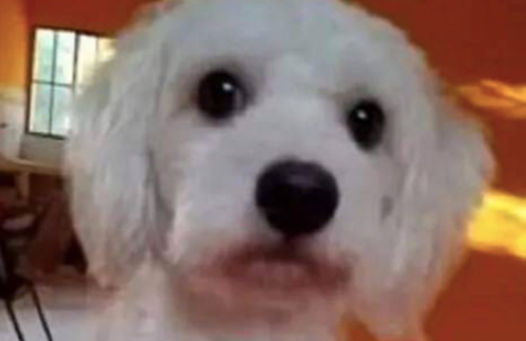 perro luno termina calvario