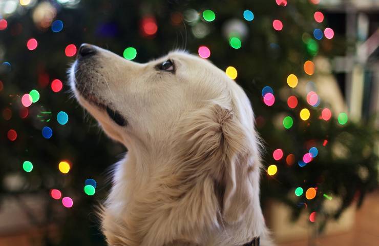 perro de navidad
