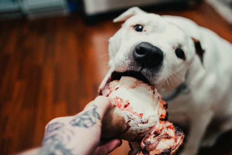 Tipos de carne perjudiciales para los perros