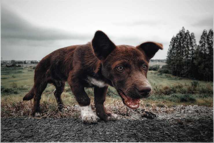 El perro y la carne peligrosa
