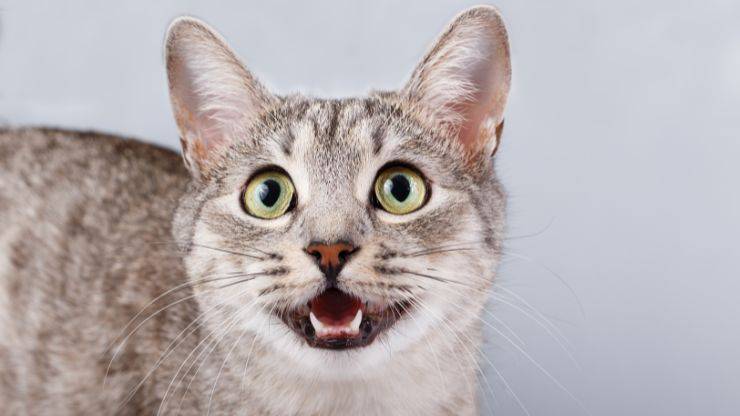 gato de lenguaje