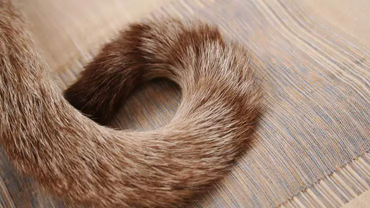 Cola de gatito