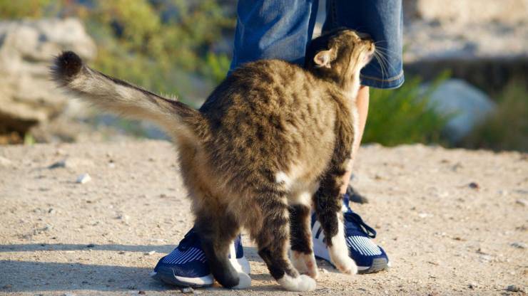 Kitty nos abraza