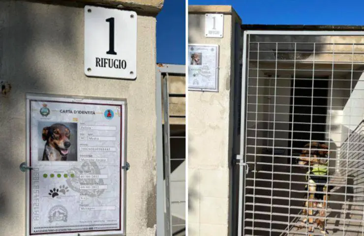 carnet de identidad perros de acogida
