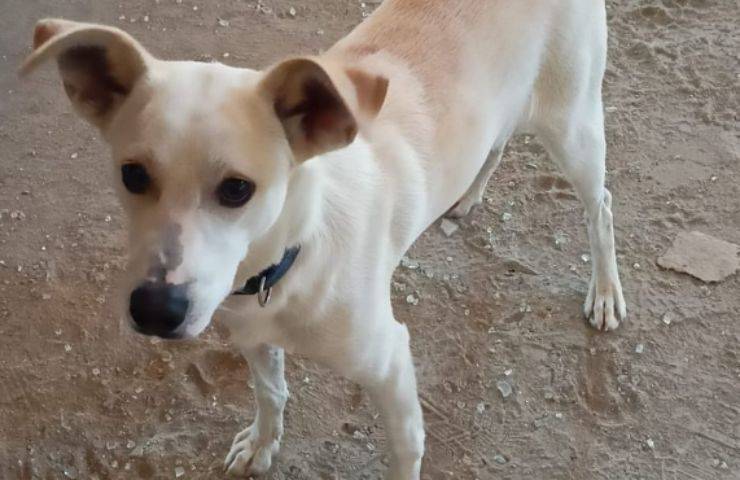 perro abandonado en parada de autobus