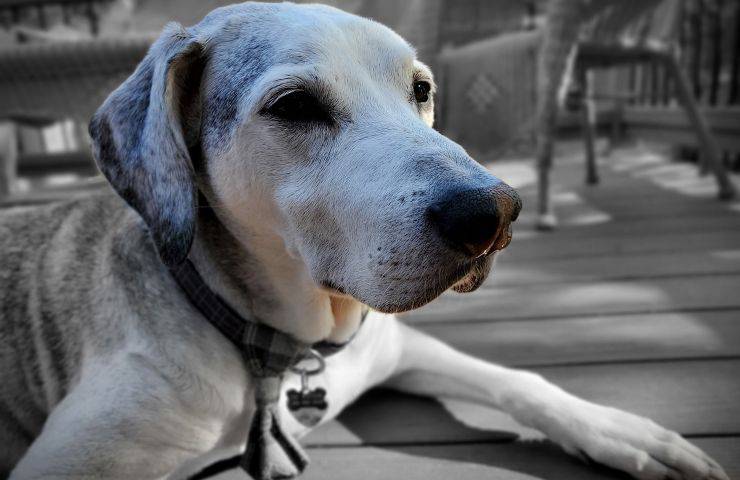 adoptar abuelo perros ancianos