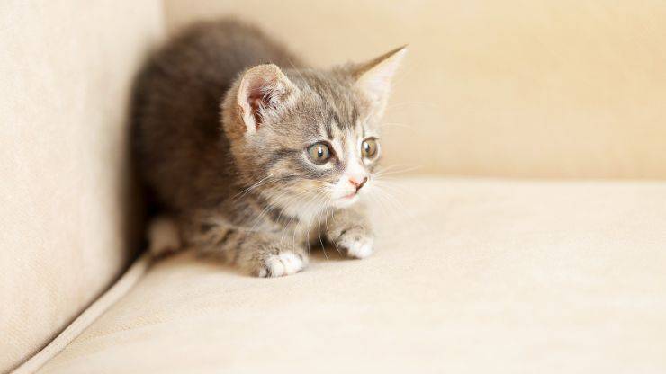 gato asustado