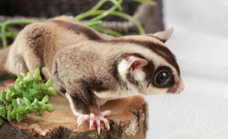 planeador del azúcar
