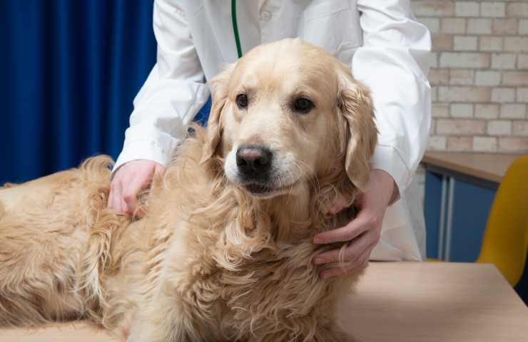 Golden retriever enfermo