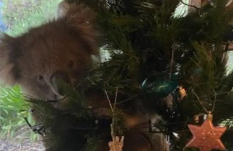 árbol de navidad mueve gato