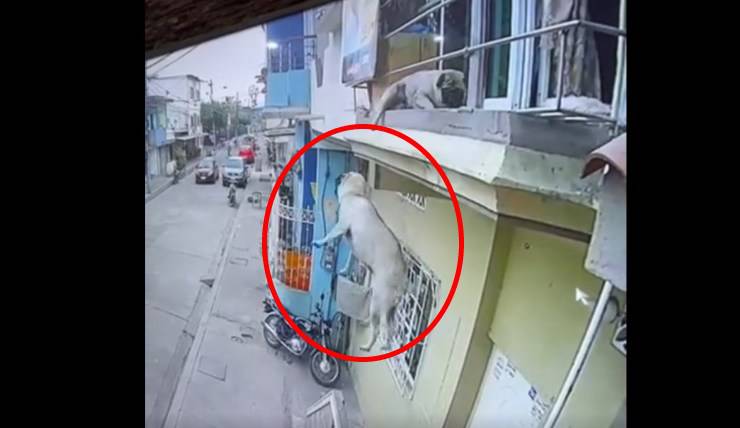 perro cae balcón