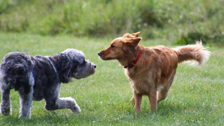 trauma durante el juego de los perros
