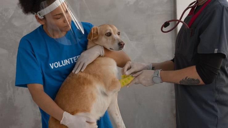 Visita al veterinario
