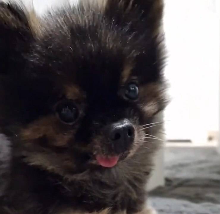 perrito tira abrazos maestro