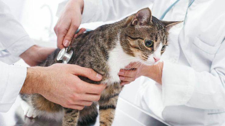 gatito en el veterinario