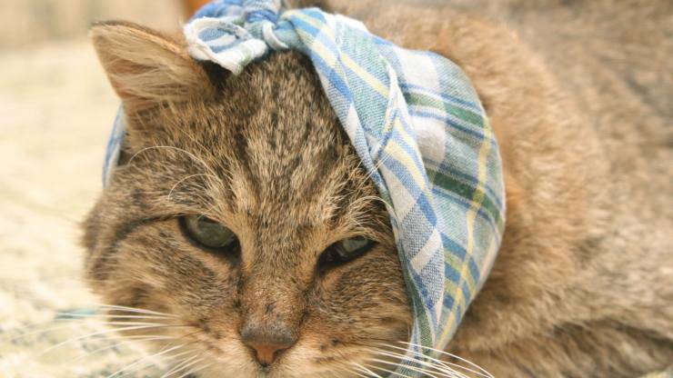 gatito enfermo