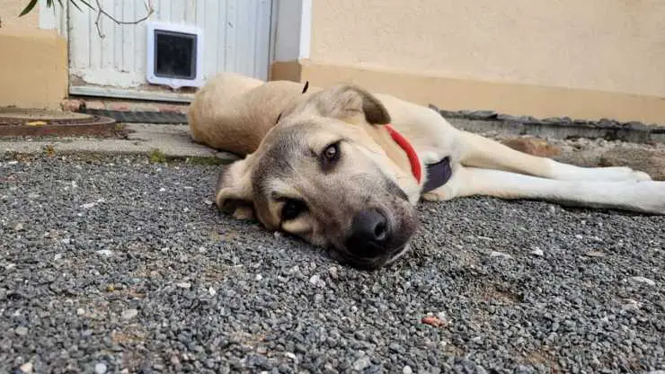 perro abandonado