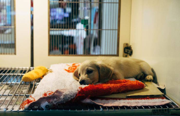 perros gatos prohibicion venta