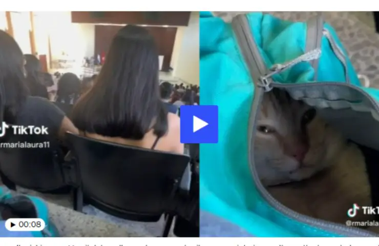bolsa de gato de matrícula universitaria